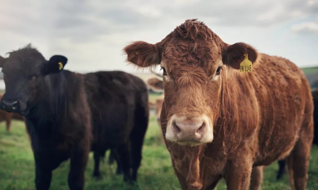 EU restrictions on Brazilian meat imports